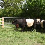 The cows waiting to be released.