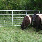 The Cows were obviously content, as they started to graze whilst waiting.