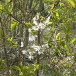 This picture is the wrong way up.  See a larger version, correctly orientated further down the page, showing a wild cherry tree.