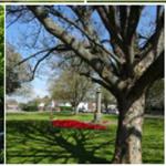 Trees casting their shadow towards teh War Memorial.