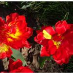 Close-up of the tulips.
