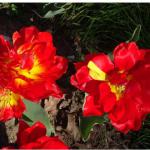 Close-up of the tulips.