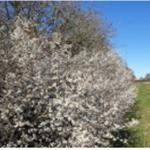 Blackthorn in bloom