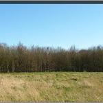 A wider view towards Bunkers Lane hedge.