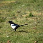 Magpie